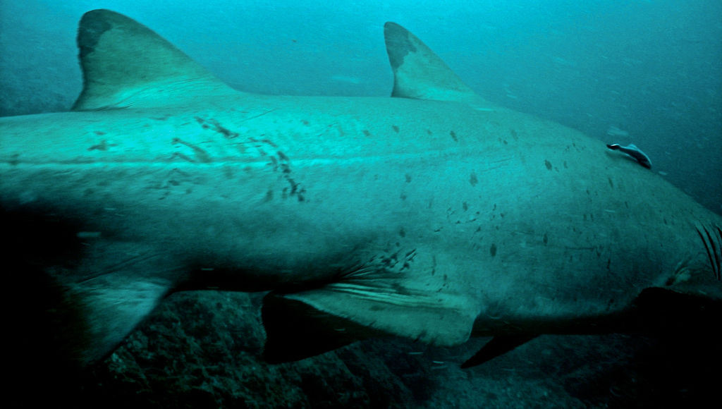 04fcf6d5-049d-4ce1-88d5-06d50bc1a637