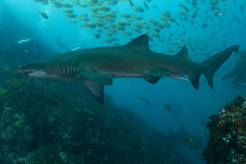 f0e3c8e3-84b5-41e2-8b49-99996c9a7dfc