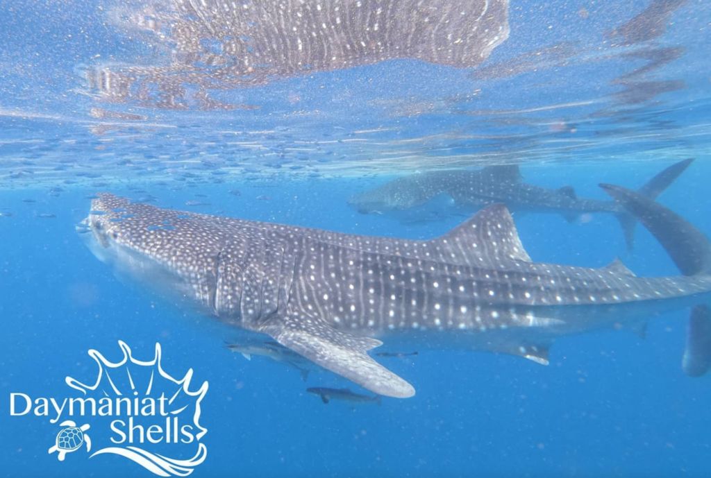 179266f4-309d-4996-b53b-a56d1ff0ac22