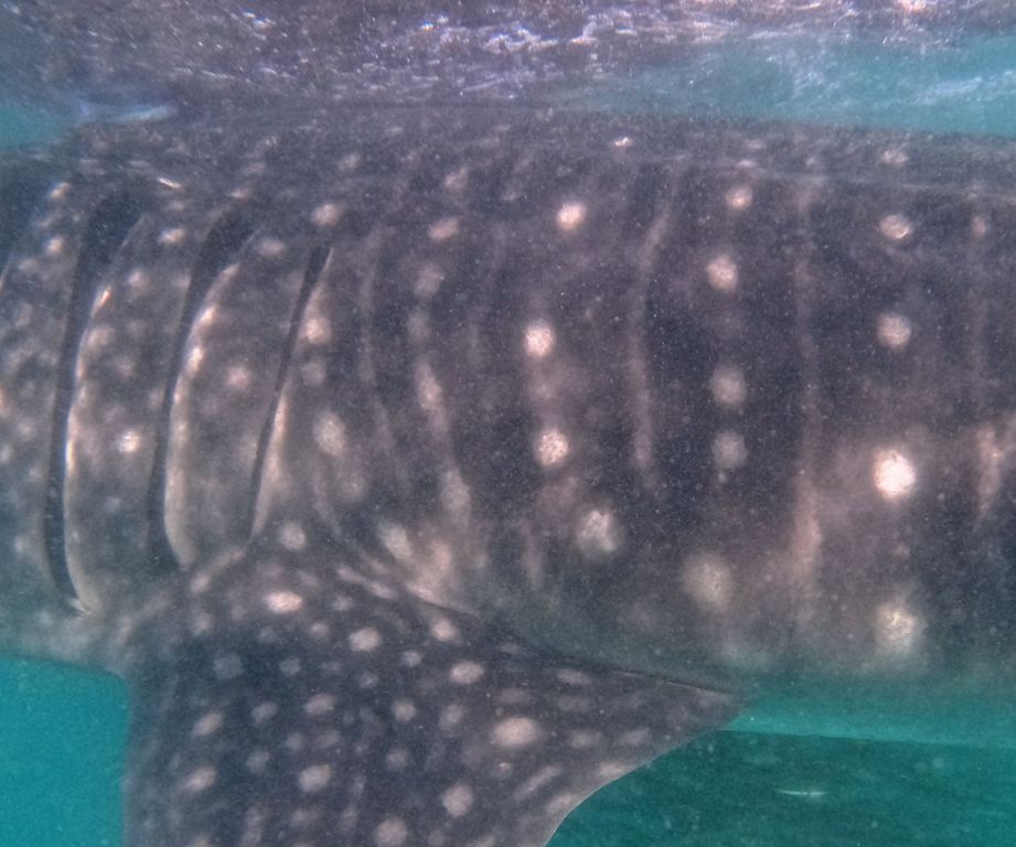 06fc34db-9a1a-4dd4-8137-19864b1a810a