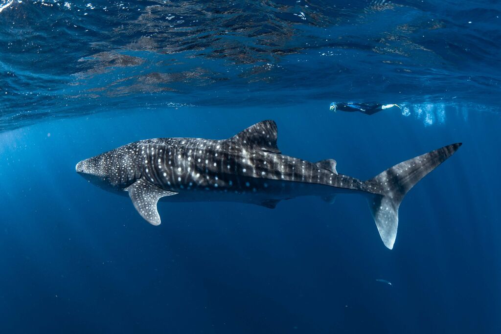 a63cefc2-6570-4678-8b9a-c7338d88bbd9