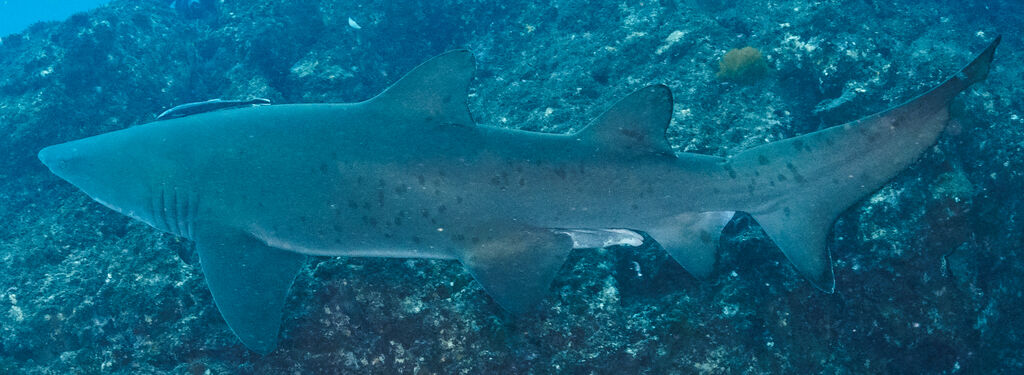 86af1e17-159c-4a7e-8c90-2d3f939bb50f