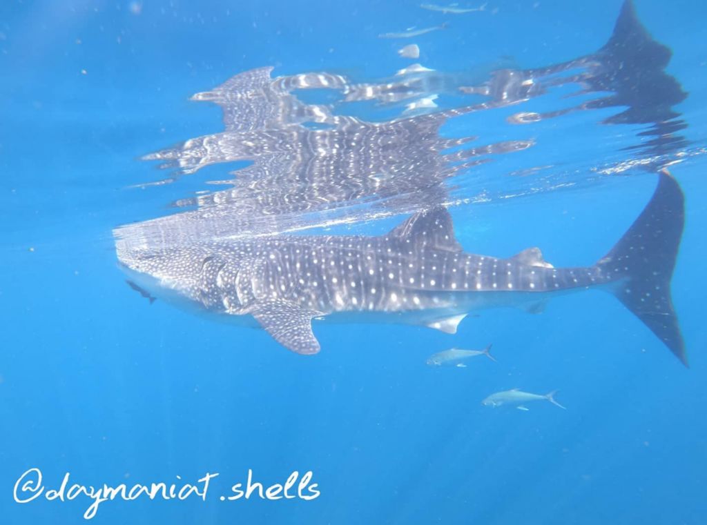 8949e1da-cf43-4d8a-a8c4-7ae925e8383d