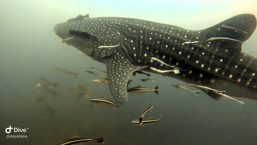 5471e6a9-b7f7-4f53-963d-a130754349bc