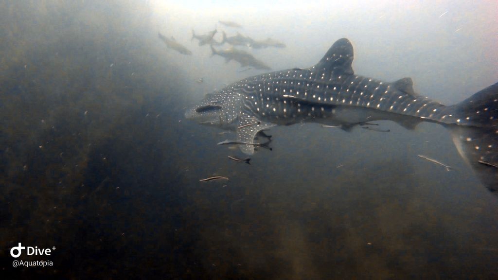 5471e6a9-b7f7-4f53-963d-a130754349bc