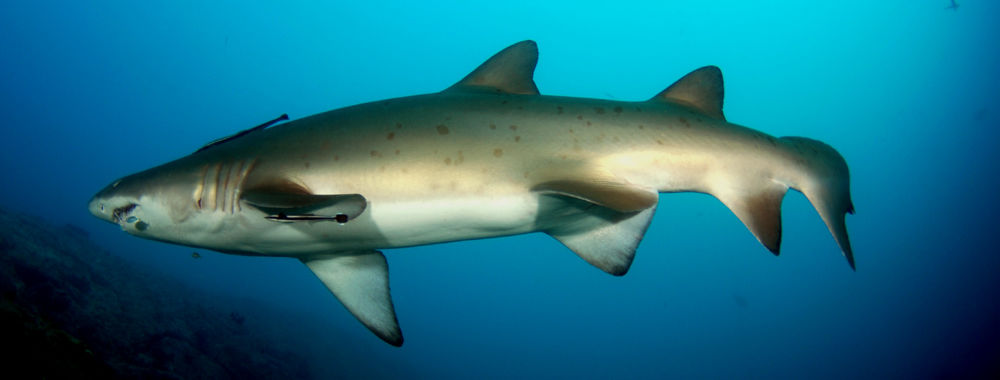 7e85bd69-edf4-41fb-abcb-0061b769eec6