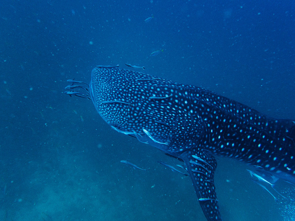 486332db-f036-4922-9c5d-f4c908d4c361