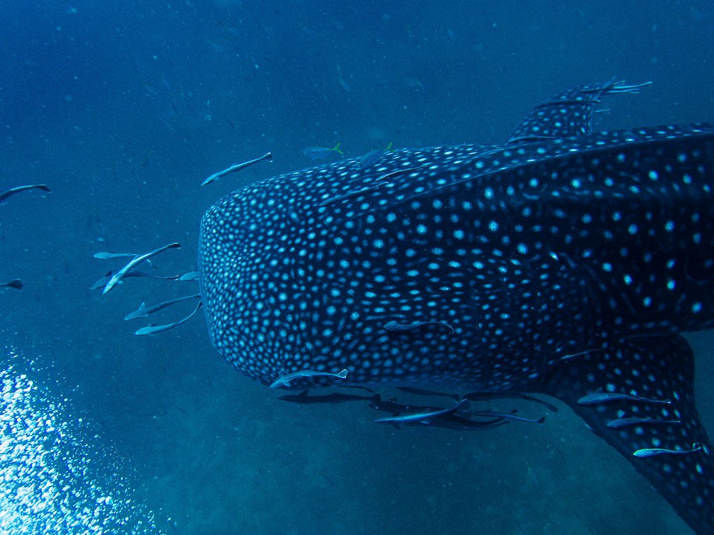 486332db-f036-4922-9c5d-f4c908d4c361