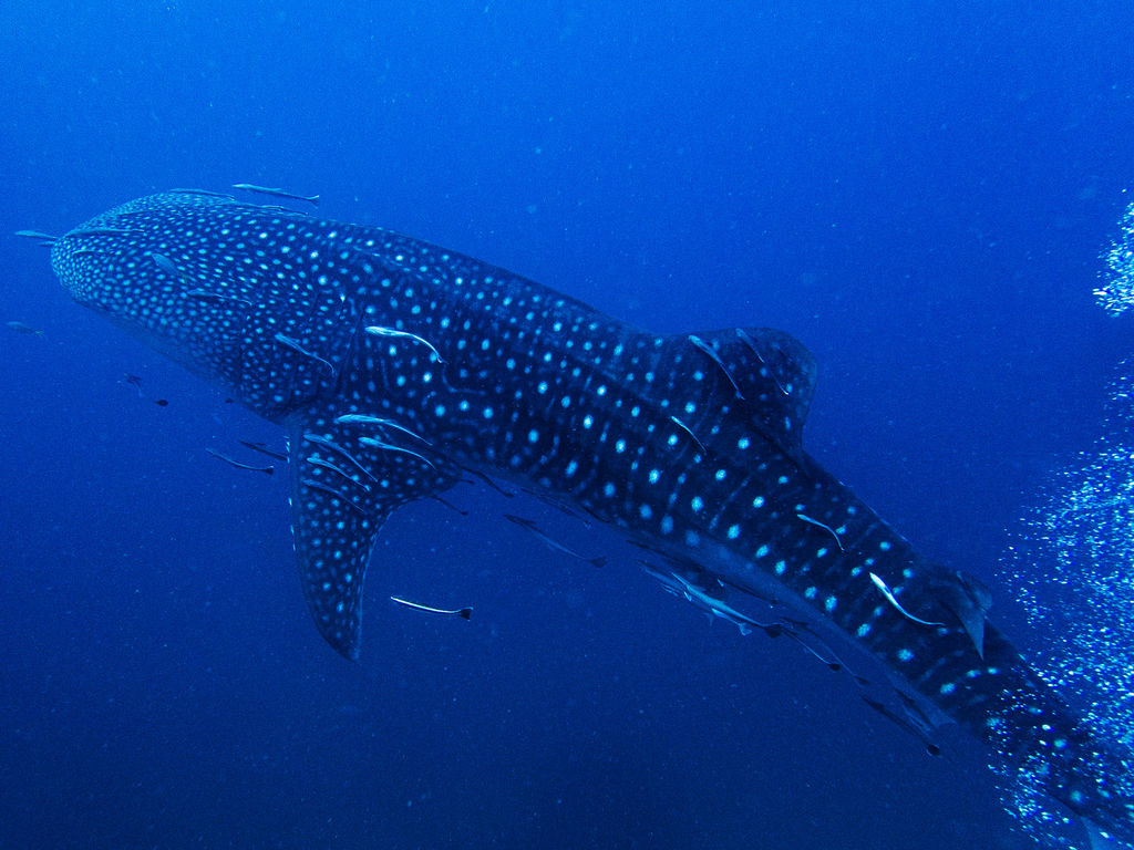 486332db-f036-4922-9c5d-f4c908d4c361