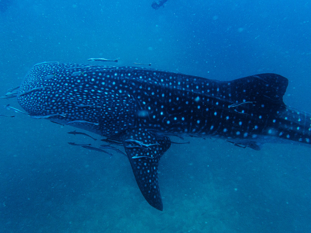 486332db-f036-4922-9c5d-f4c908d4c361