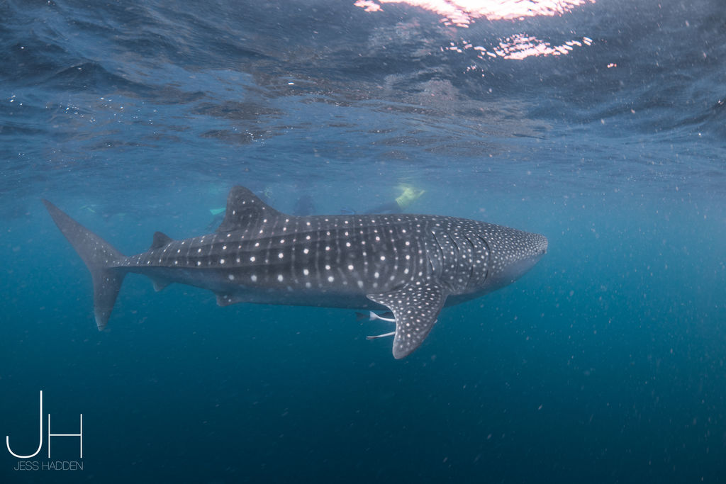 95bd4f65-94eb-4d04-892c-e04266a92c5c