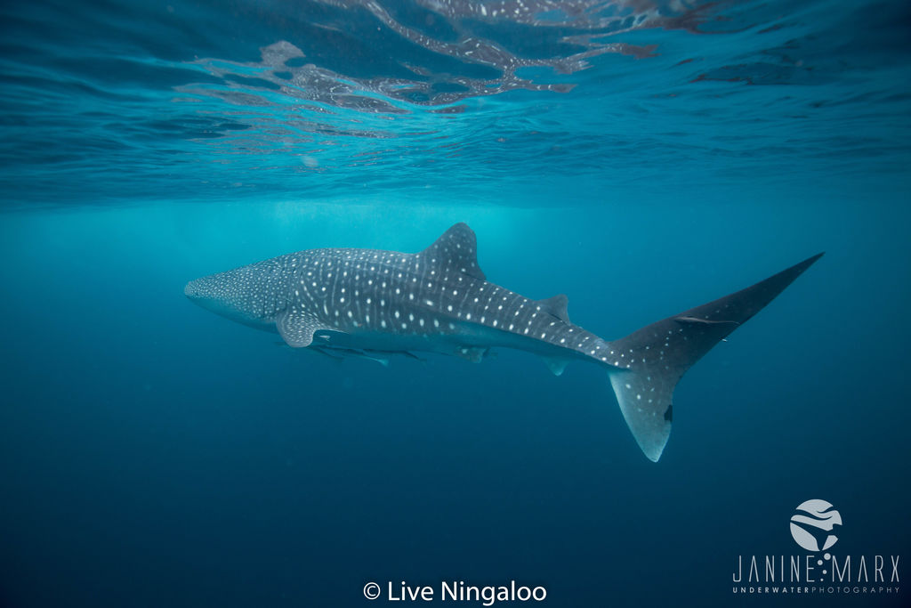 ed49bf59-5b05-4c2c-8223-cf902c3b3022