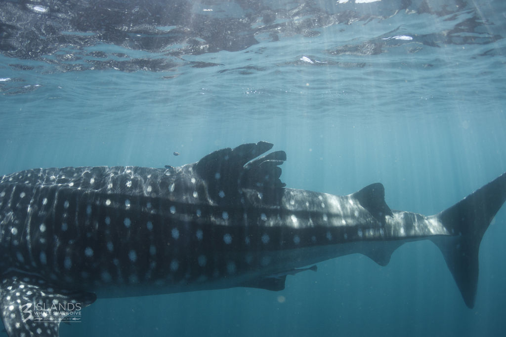 5b80691a-f7cd-4f9b-96ae-1c6b10b7f63f