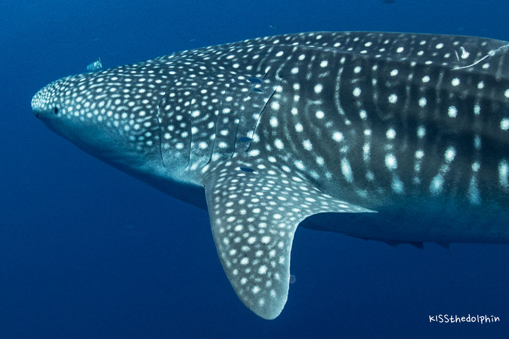 8aed7141-6722-4900-9179-f435912dc478