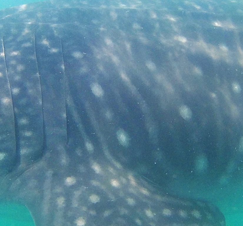 d493f23a-0915-42d2-8dc0-dcf913a1c524