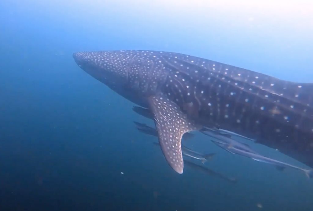 60f3c522-3617-45e9-91fb-9bb644725b0f