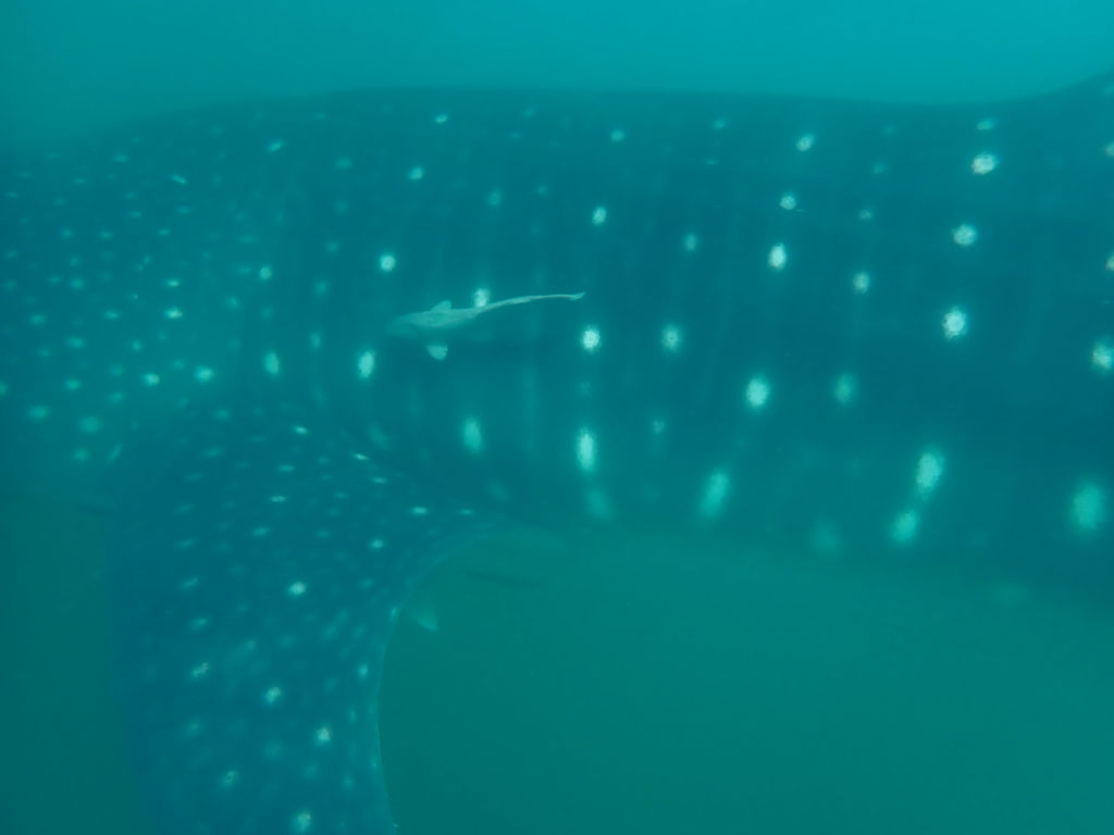 f03c36b4-06fd-4e81-8f49-02480fb0696f