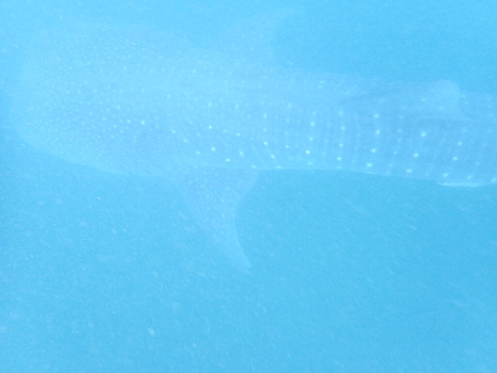 225bcc1a-619c-4191-a662-7319a99e96dd