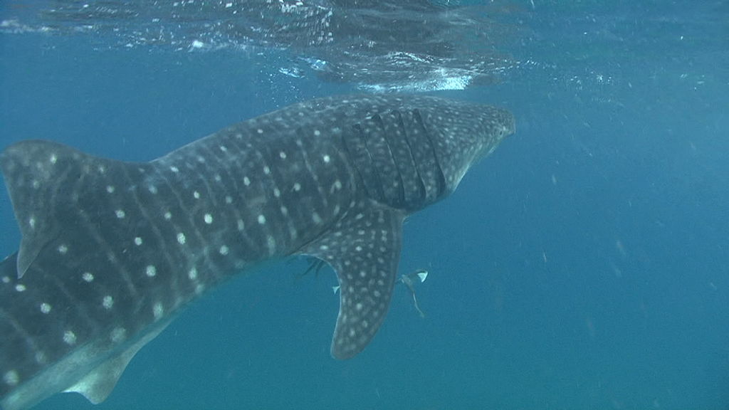 d267cfae-fc34-4cbd-9348-18e75d960755