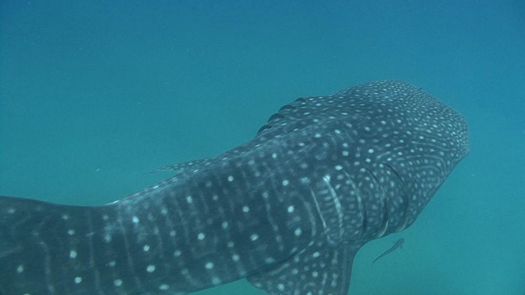 d267cfae-fc34-4cbd-9348-18e75d960755