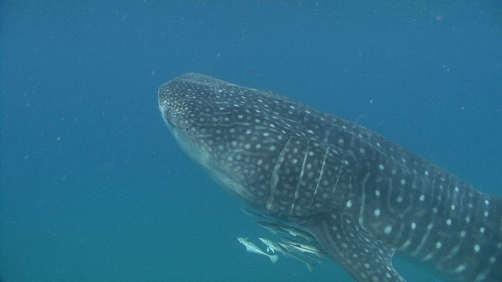 d267cfae-fc34-4cbd-9348-18e75d960755