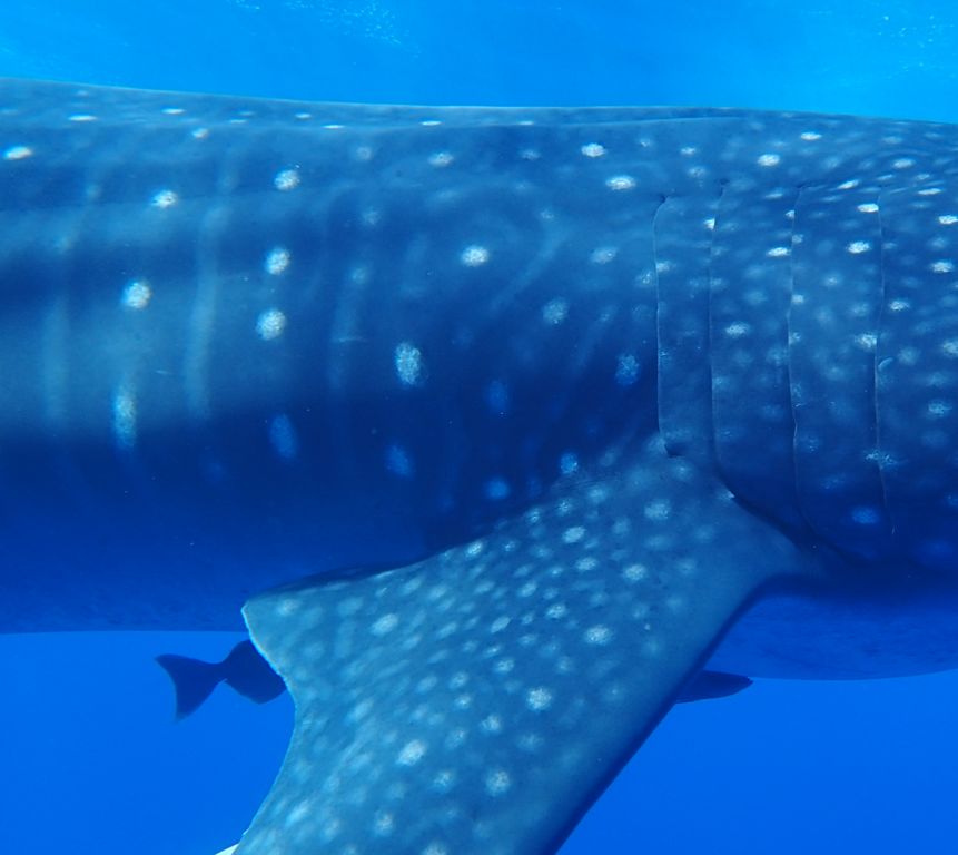 13b10032-627a-4479-add4-3ade18e52a2e