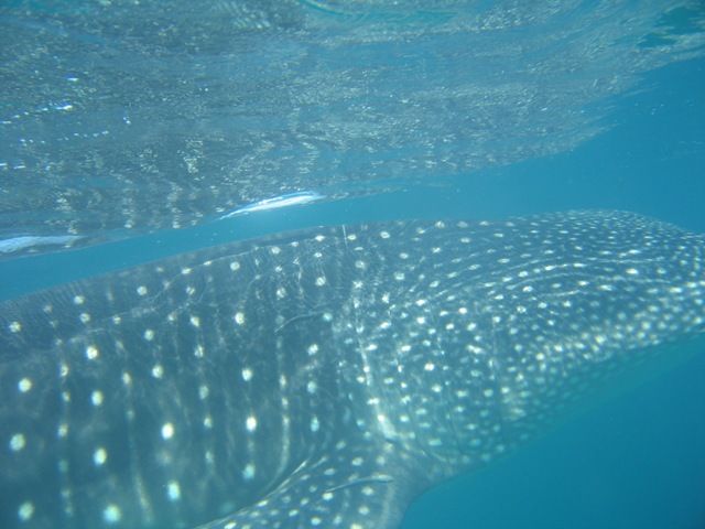 458350c6-89c0-48d1-9c0f-579fc3de9bee