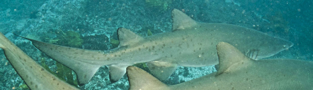 1f8a3f8a-08ed-43f0-a56e-f41f0c906584