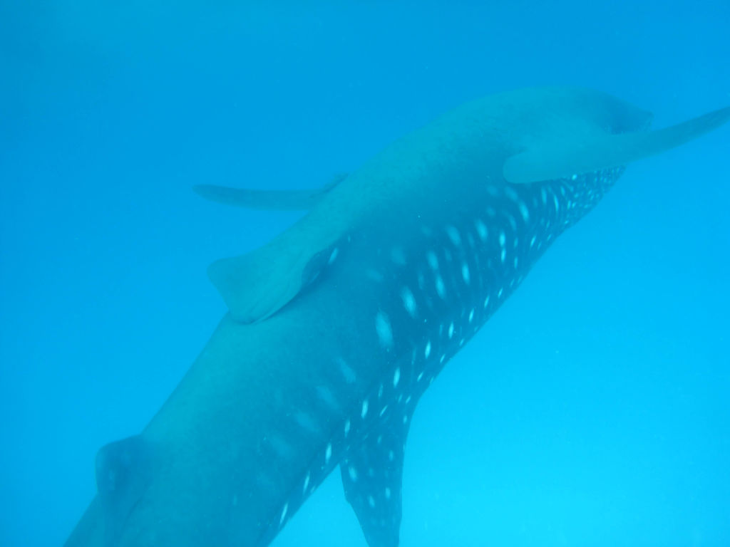 8de77b23-5926-46f2-966d-c833b1a1afa2