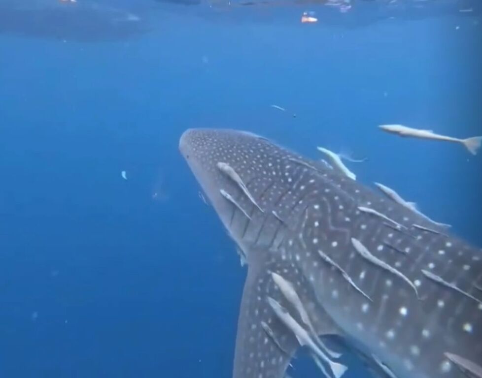 d82194f6-6507-4bcc-b5fb-385e578bbf14