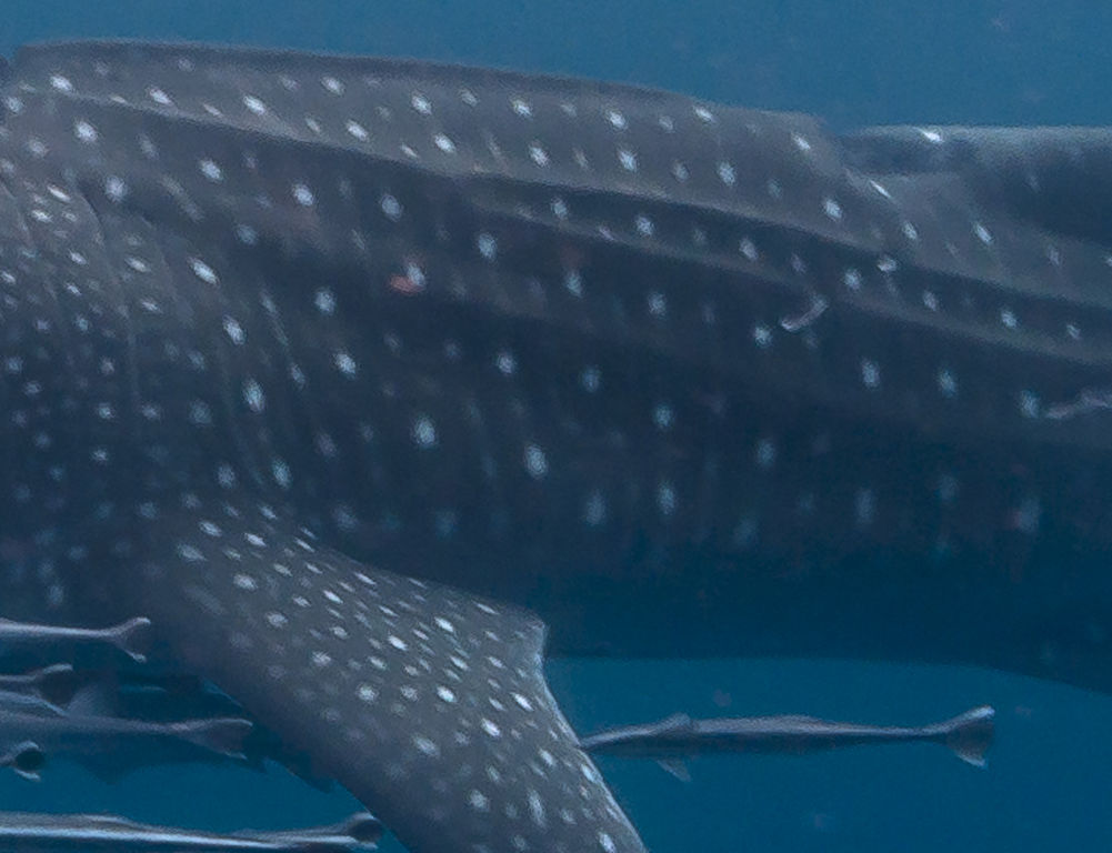 dd215baa-1b99-44e0-aec0-c0a85e9421f3