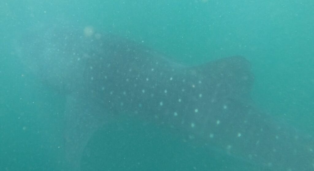 36931aba-5e75-45d2-b16c-4bc42ec0df67