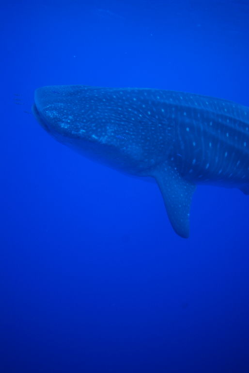 26799b53-4bf7-4baf-ba38-119014228c59