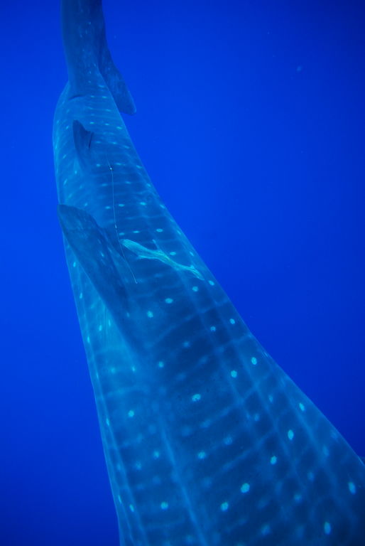 26799b53-4bf7-4baf-ba38-119014228c59