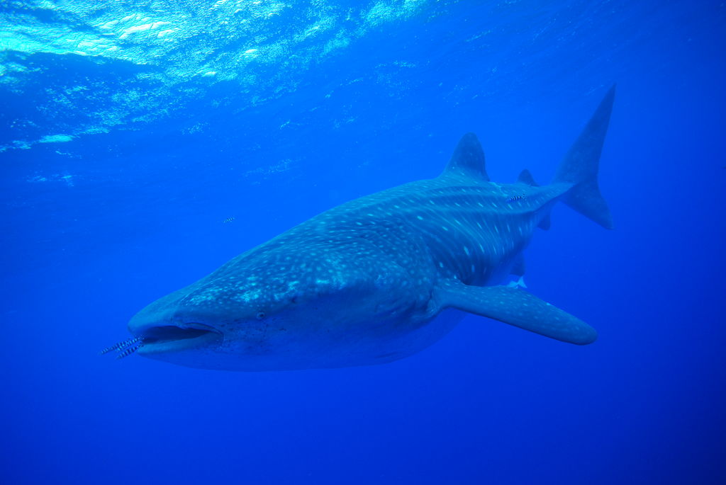 26799b53-4bf7-4baf-ba38-119014228c59