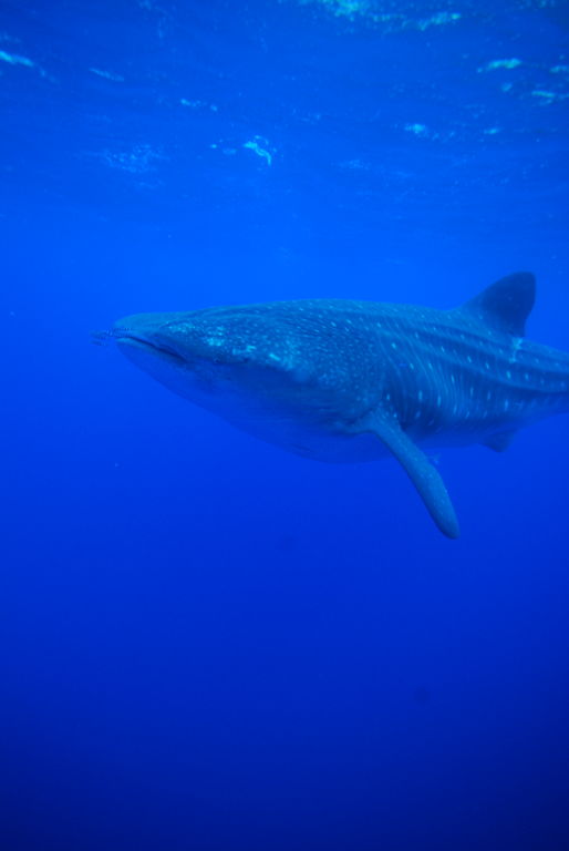 26799b53-4bf7-4baf-ba38-119014228c59