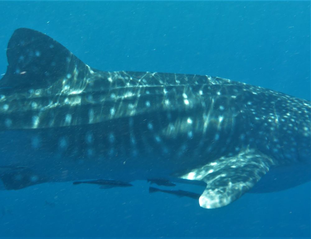 1965e986-0578-44e0-9a28-81b9a436da87