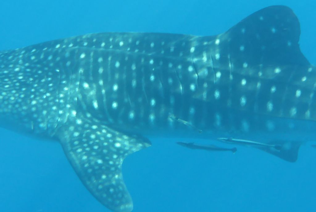 1965e986-0578-44e0-9a28-81b9a436da87