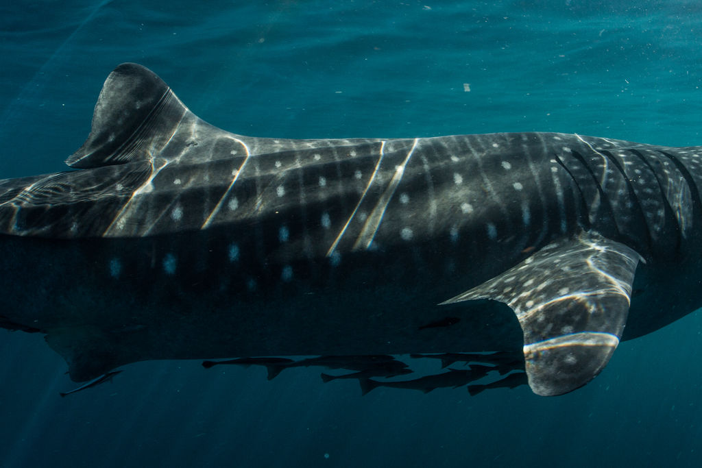 26e16c27-3efb-43c7-9cc9-4527497e59fe