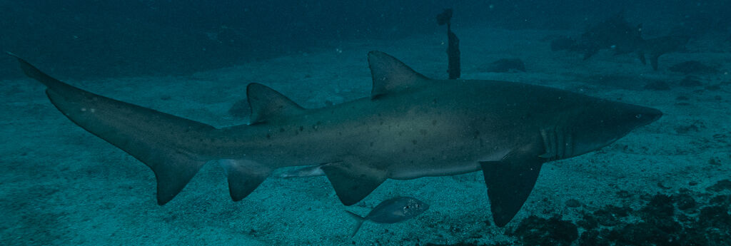 1ba0ab4b-0dd1-4e17-a0b8-22ca40f49d90