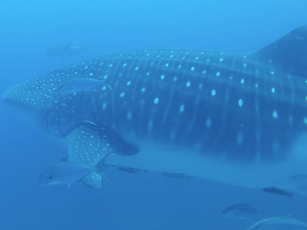 b66bb1a4-4ef8-42f5-8f50-a59f4eff6cdc