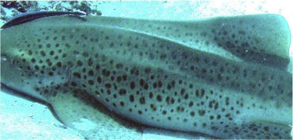 1067015e-2155-4f8f-a219-5eb1221eb571