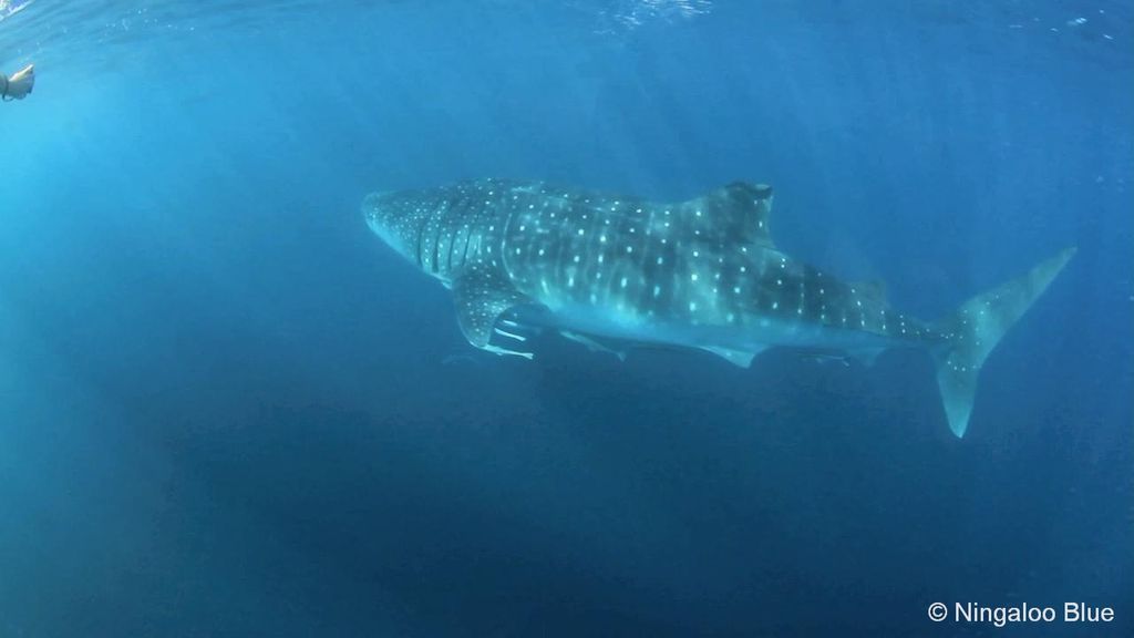 5a5c2315-65bd-4a36-8716-b17807cb4f9f