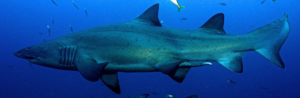 89f67ec1-ed2c-444a-a129-5c87bec3001b