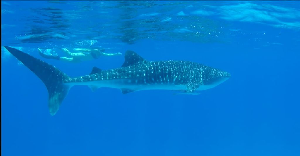 a2133e0f-073a-49e3-a876-b0faa6be0d7e