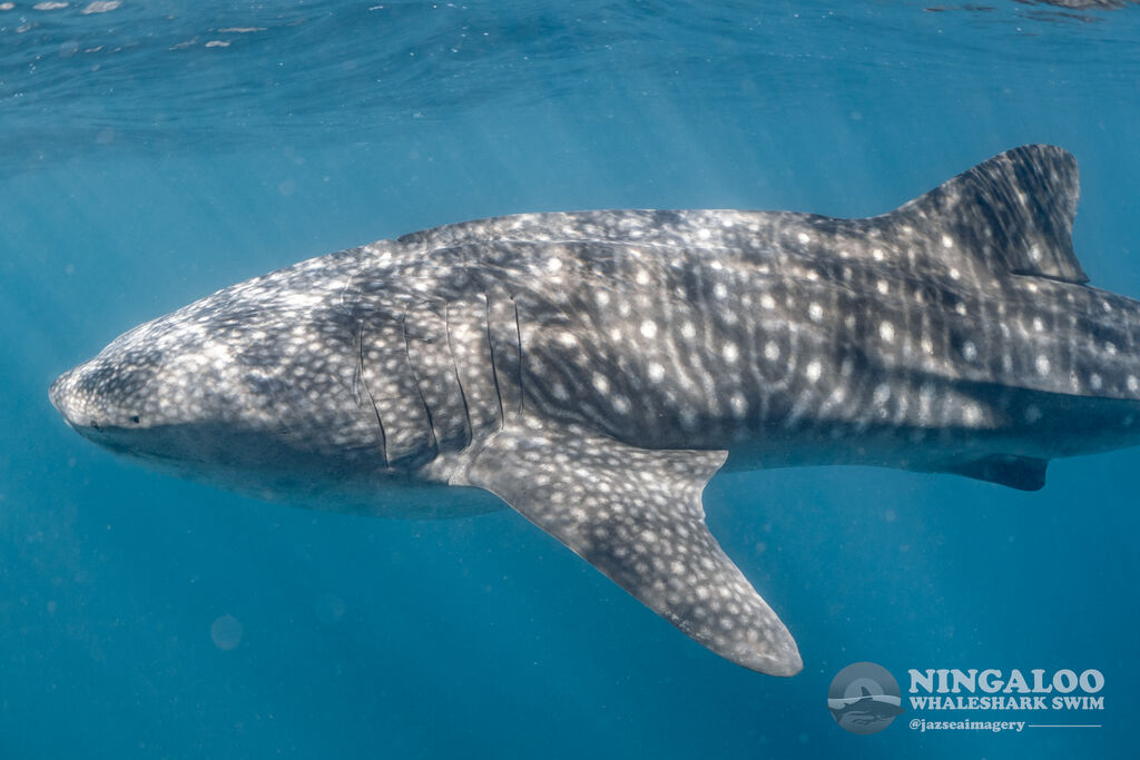 f84bdf5e-adc1-47f1-9cd7-3d33a0ca68d2