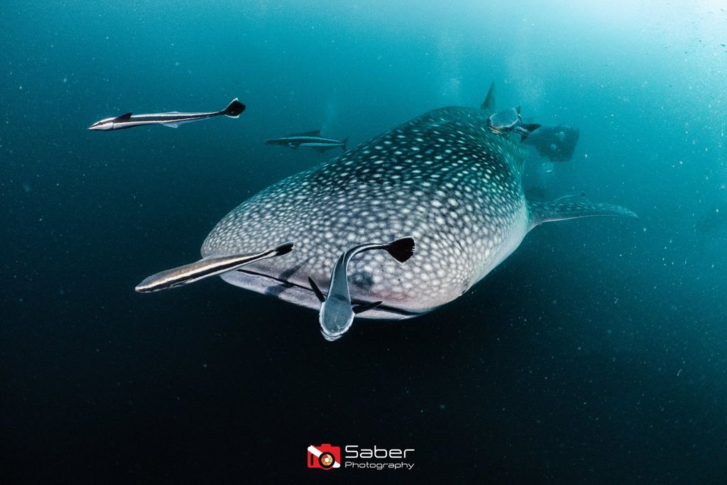 8cc4fb8b-6a8c-4a6b-aa96-9c66439492f2