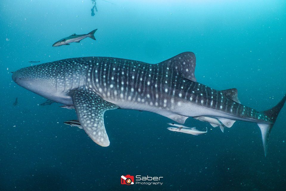 8cc4fb8b-6a8c-4a6b-aa96-9c66439492f2