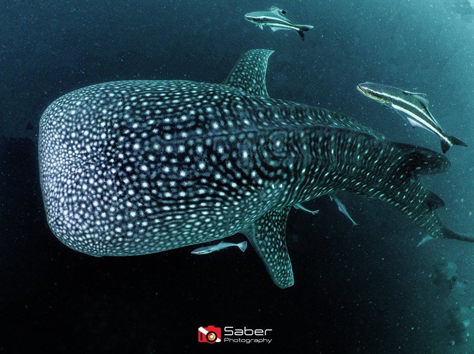 8cc4fb8b-6a8c-4a6b-aa96-9c66439492f2