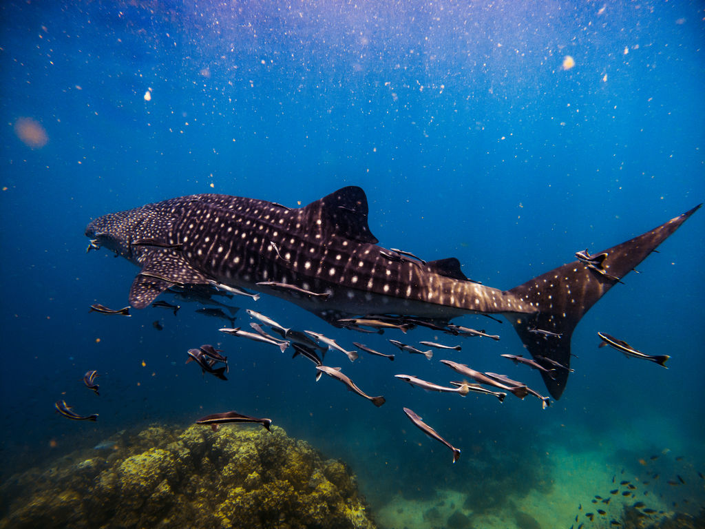 fe21332a-ffa2-4615-bc17-b0053fc78af5